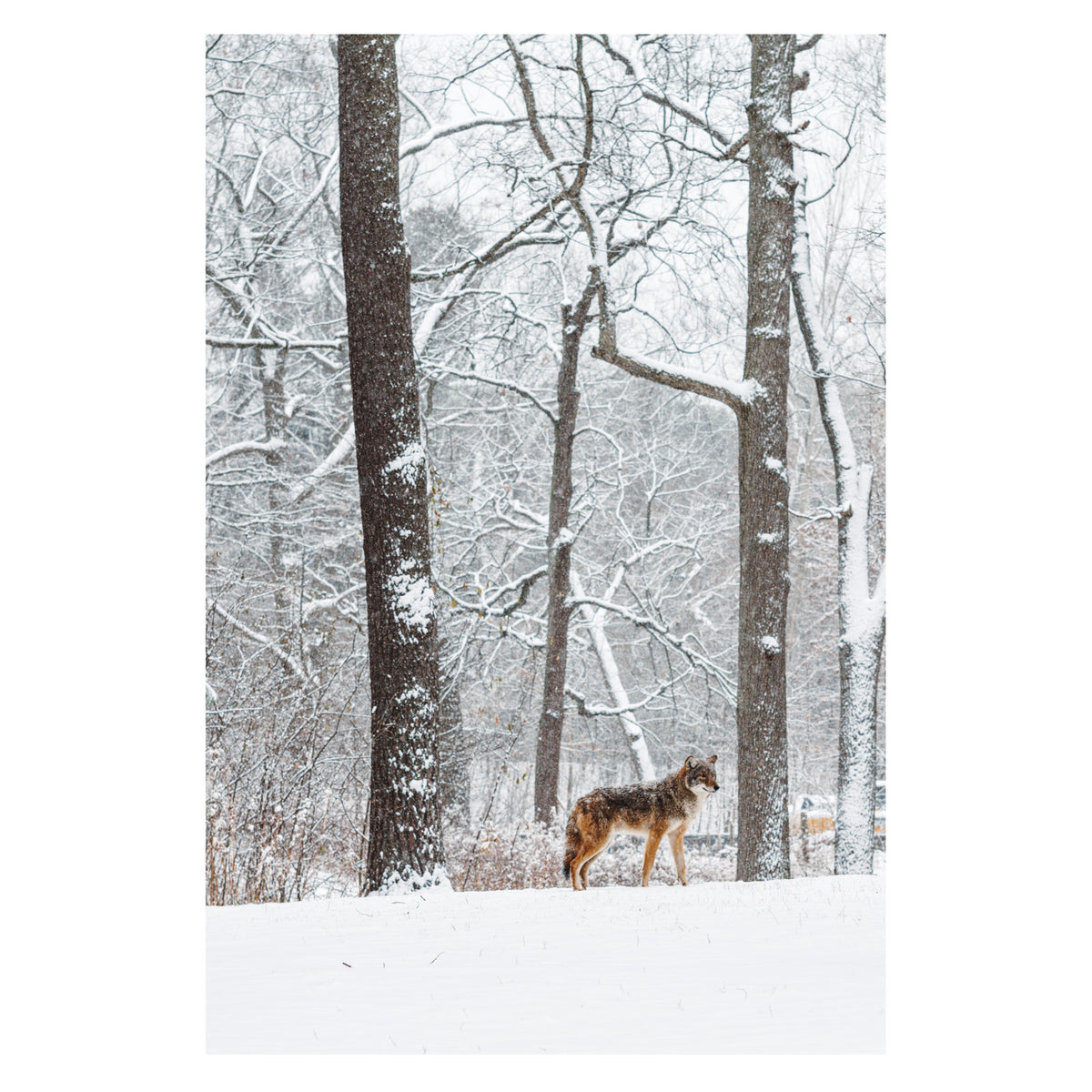 Coyote 20x30" Print