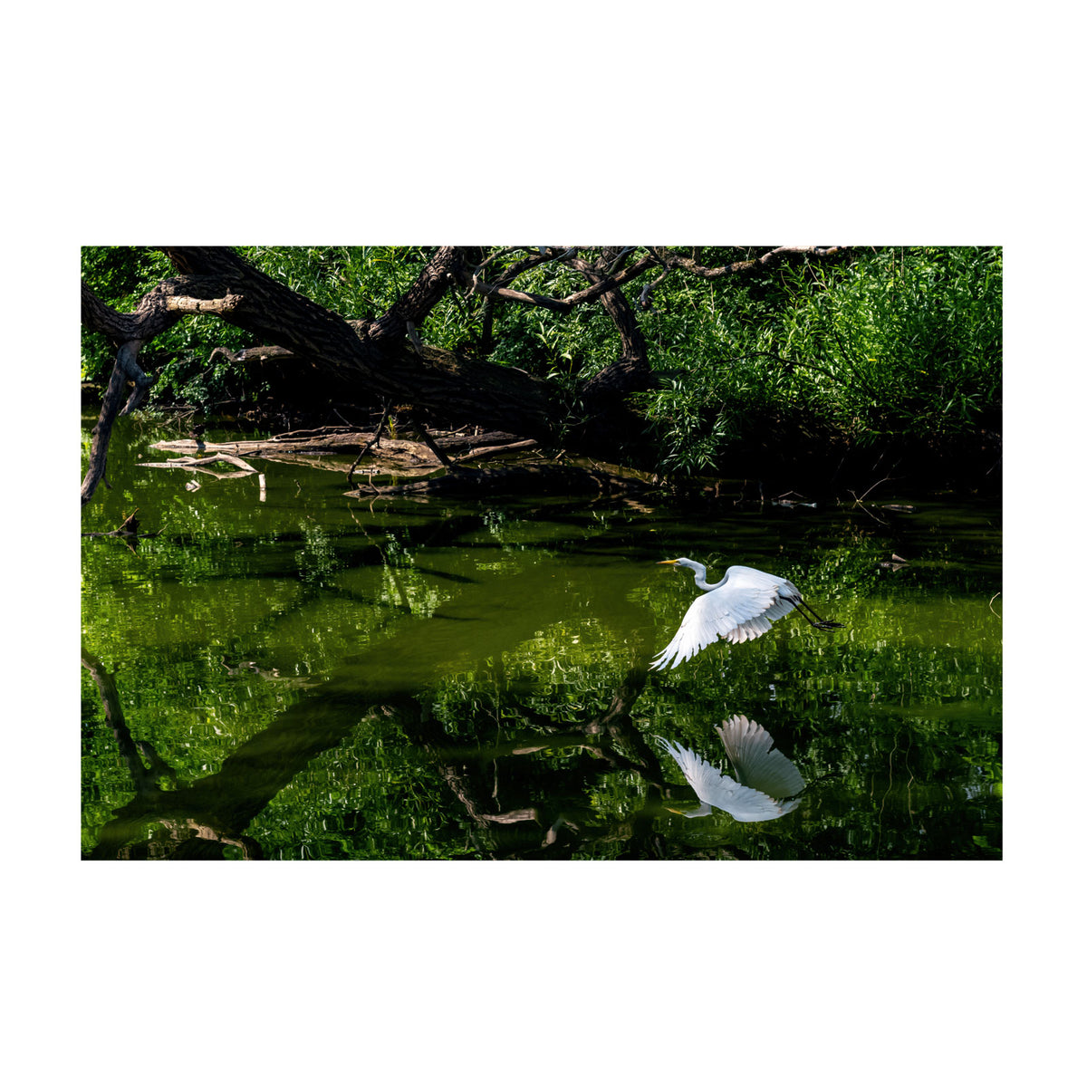 Flight 30x20" Print