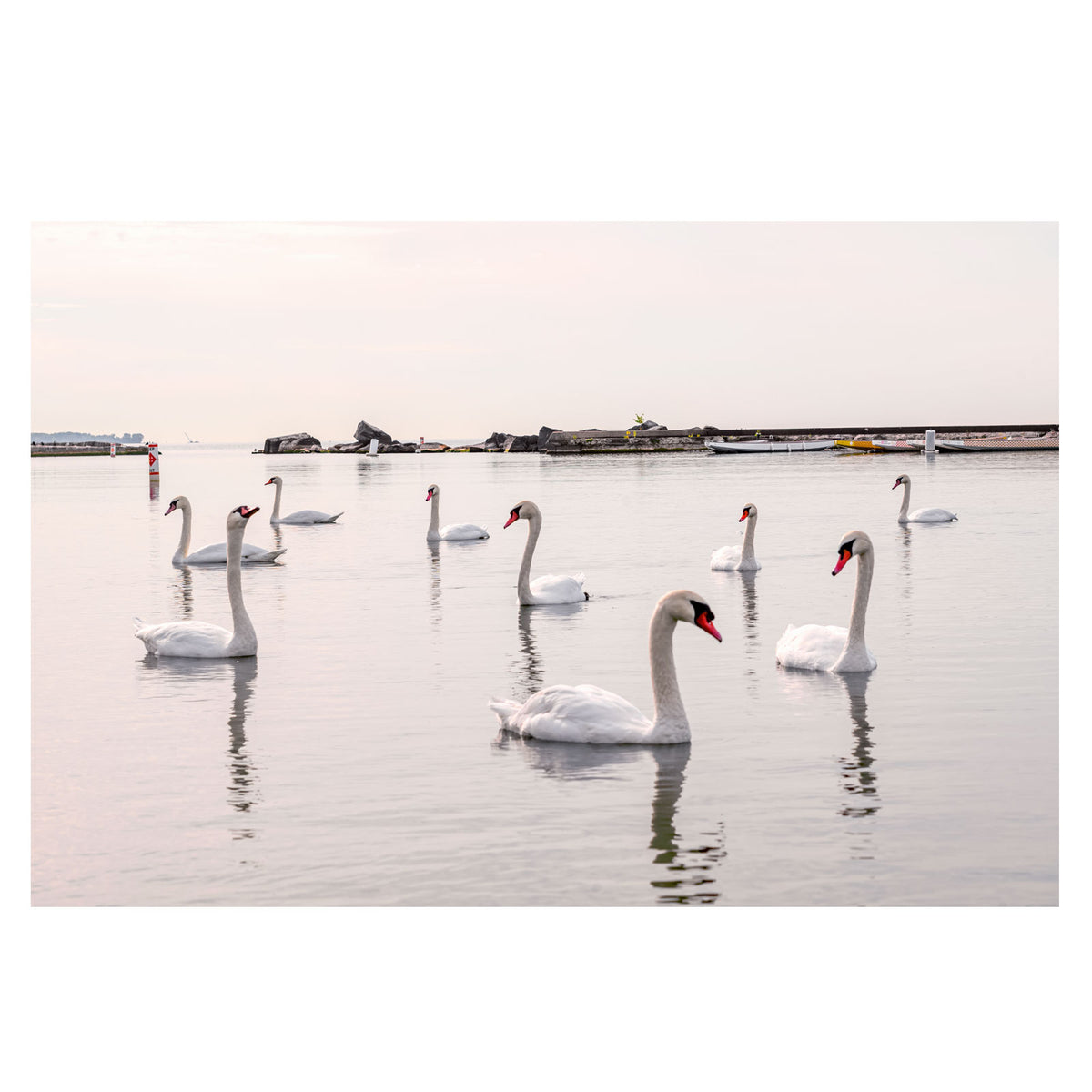 Flock 60x40" Print