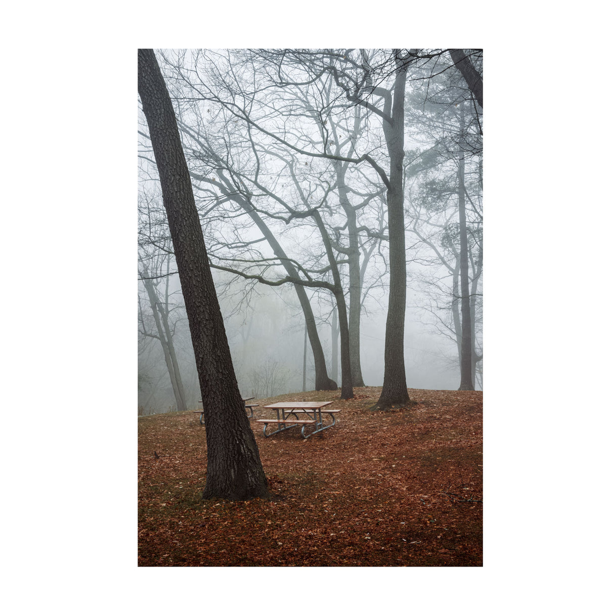 Foggy Picnic 16x24" Print