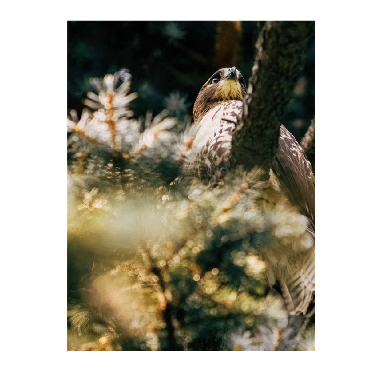 Hawk 18x24" Print