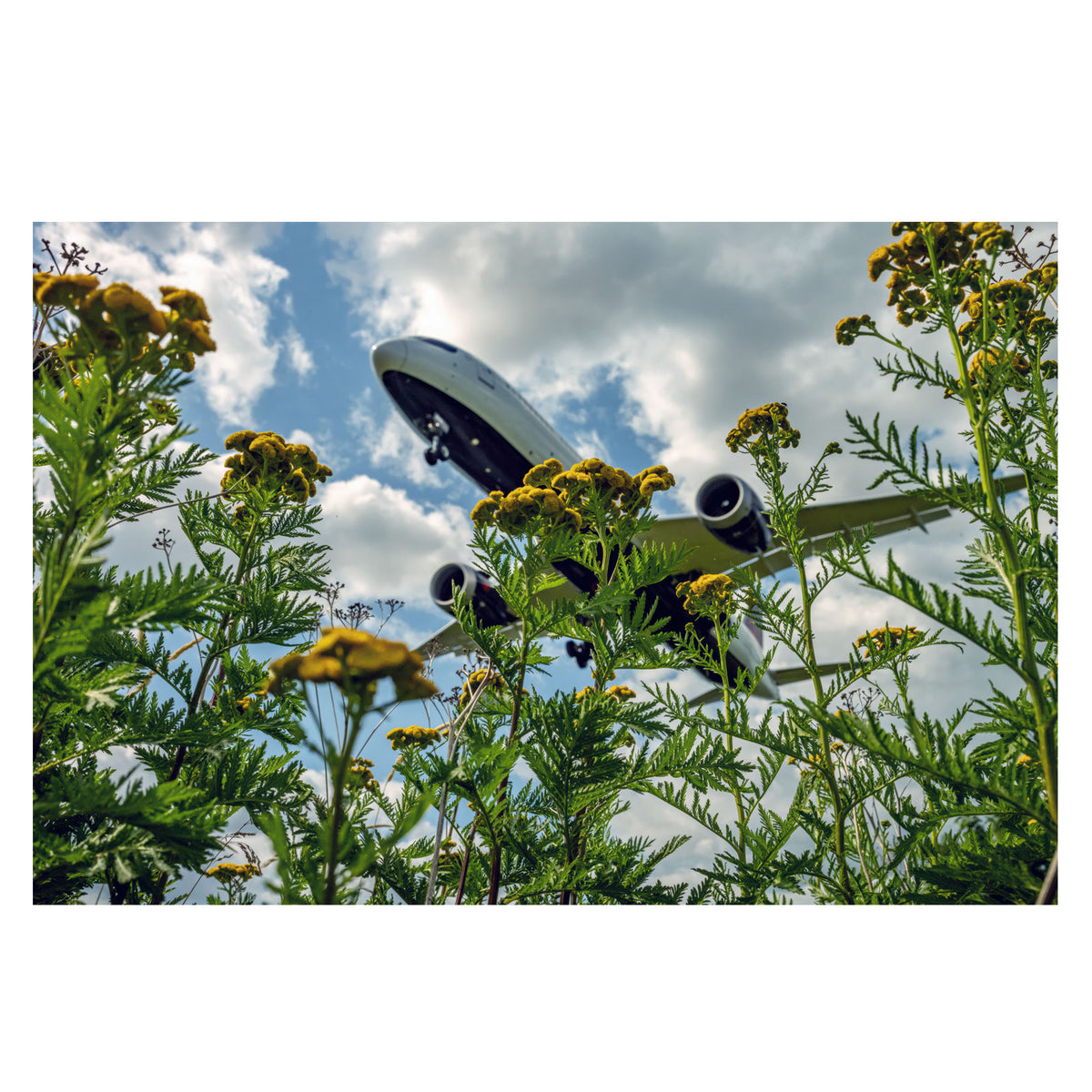 Plane 60x40" Print